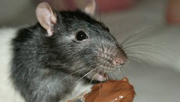 In Wasbek gibt es ein Rattenproblem!